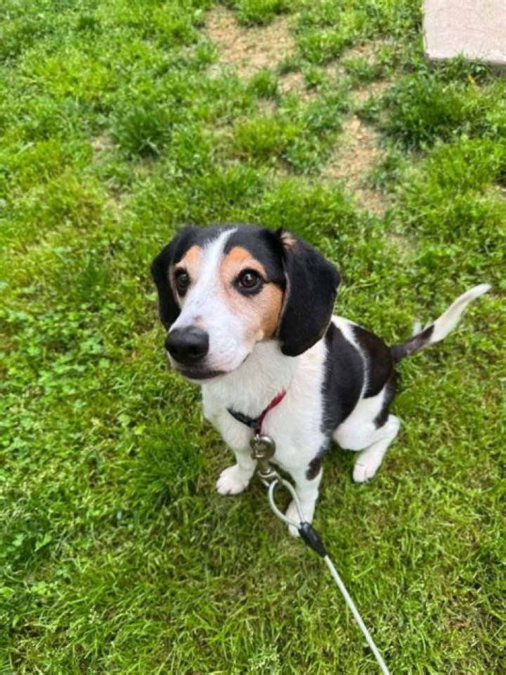 Is Snoopy really a beagle?