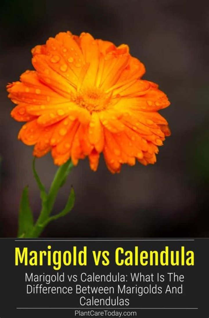 Is there a difference between calendula and marigold