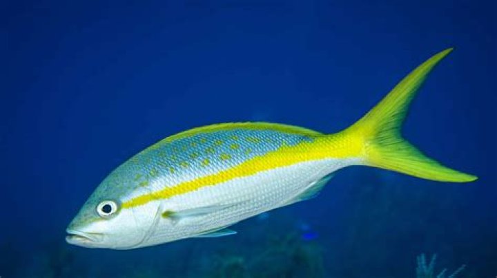 Is Yellowtail a fatty? | ContextResponse.com