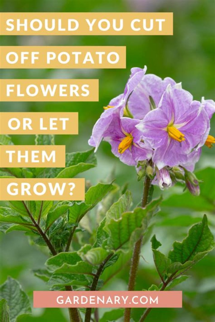 Should I cut the flowers off my potato plants?