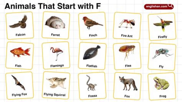 What animal has a snout?