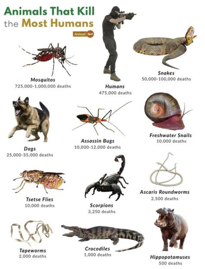 What Ant can kill a human?