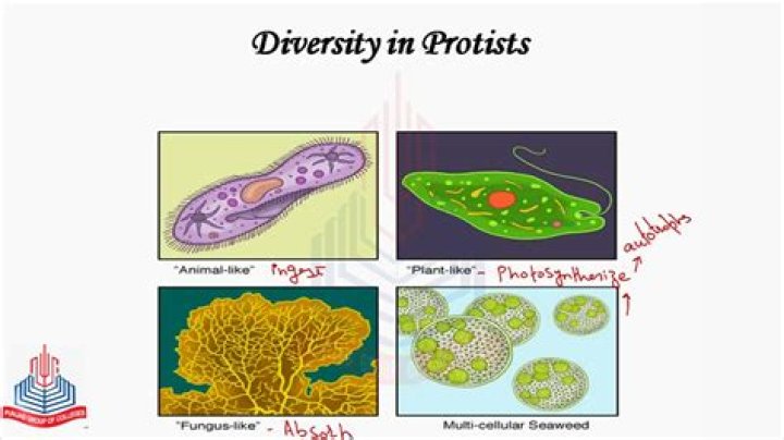 What are 4 types of protists?