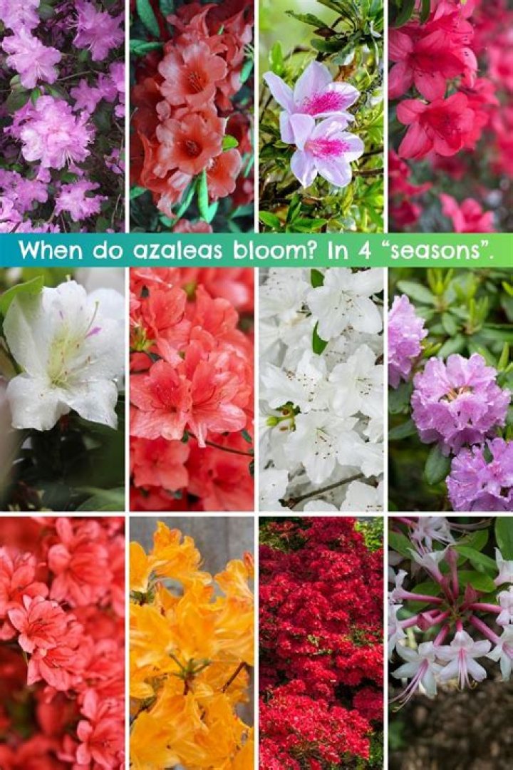 What are azaleas used for?