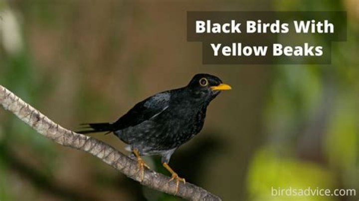 What are black birds with yellow beaks?