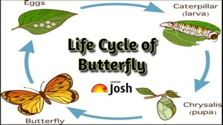 What are butterfly leaves? | ContextResponse.com