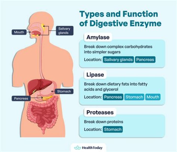 What are examples of digestive enzymes