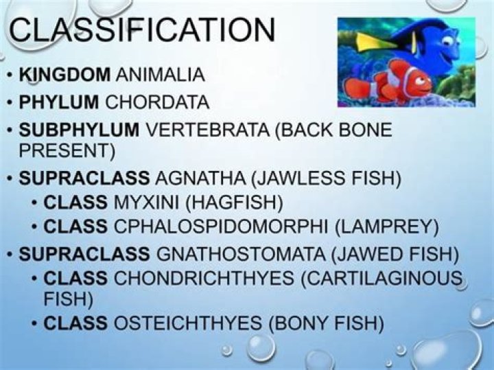 What are fish categorized as?