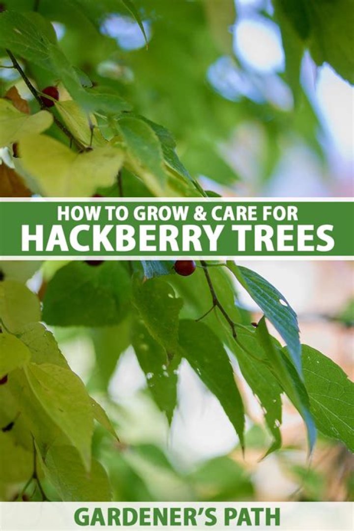 What are hackberry trees used for?