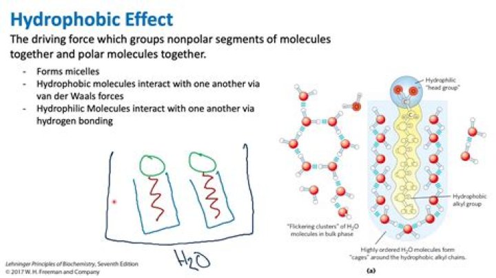 What are hydrophobic molecules?