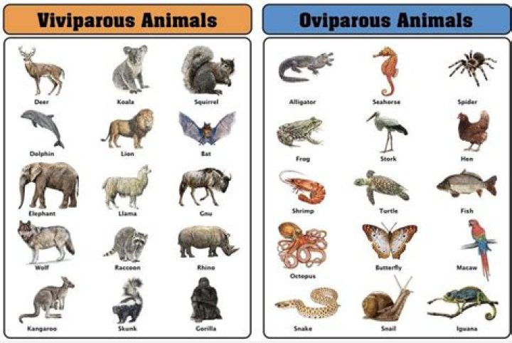 What are oviparous and viviparous animals with examples?