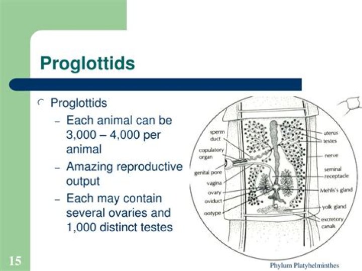 What are Proglottids