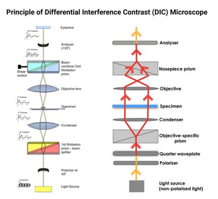 What are the advantages of confocal microscopy?