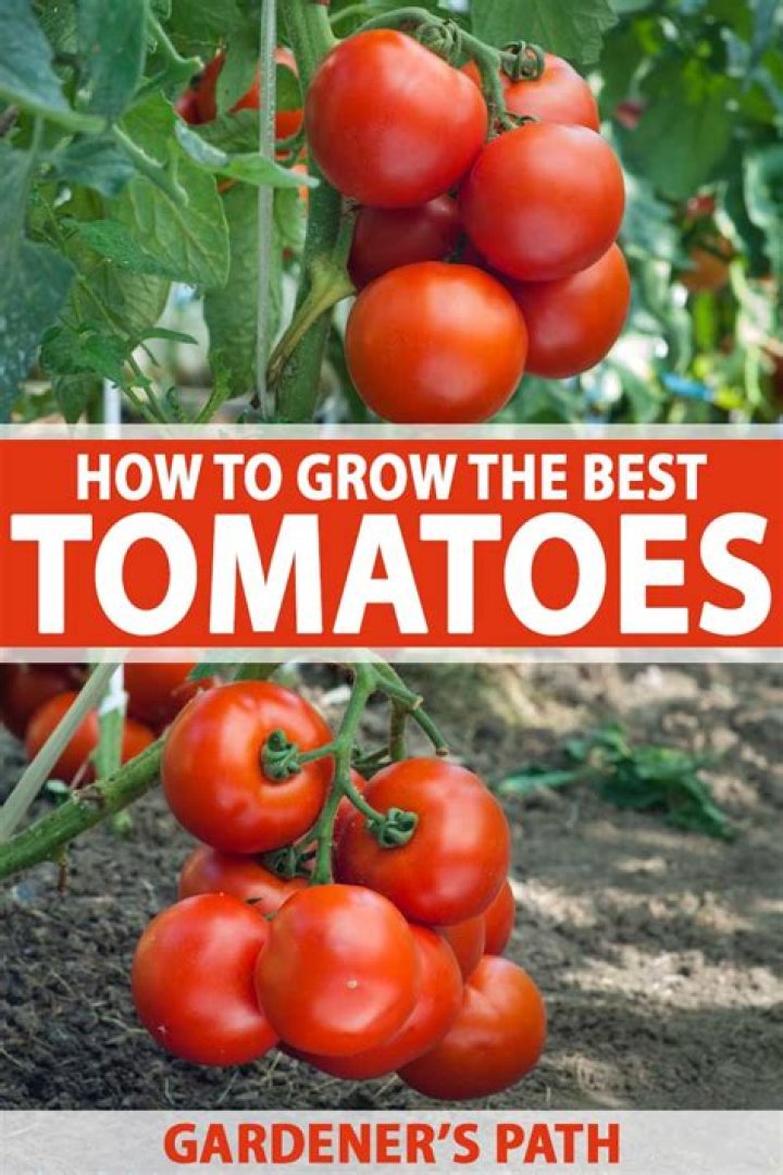 What are the best tomatoes to grow