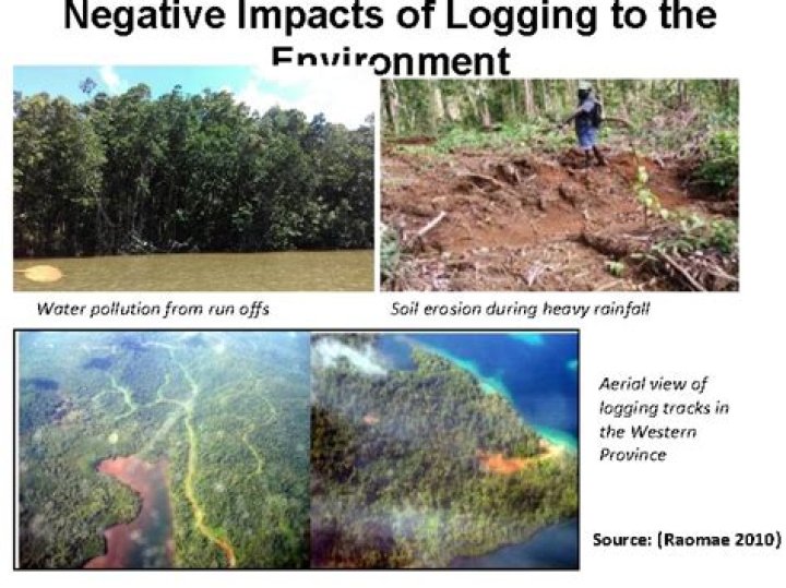 What are the negative effects of logging?