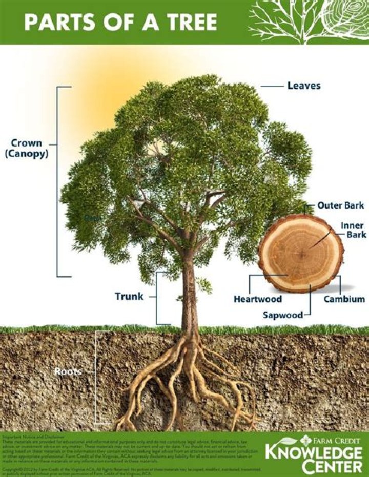 What are the parts of tree
