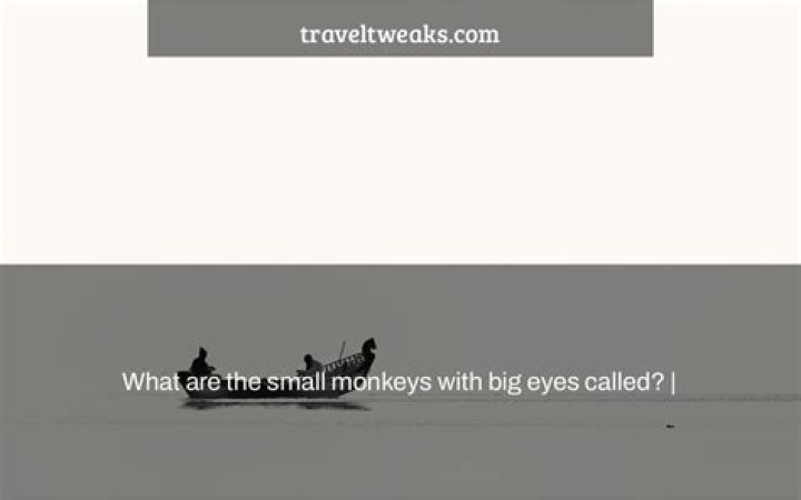 What are the small monkeys with big eyes called?