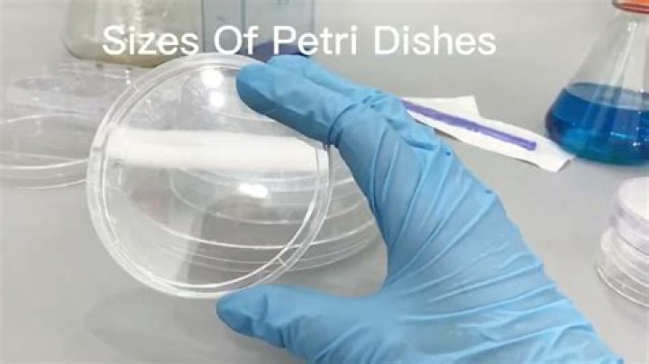 What can I use instead of petri dishes?