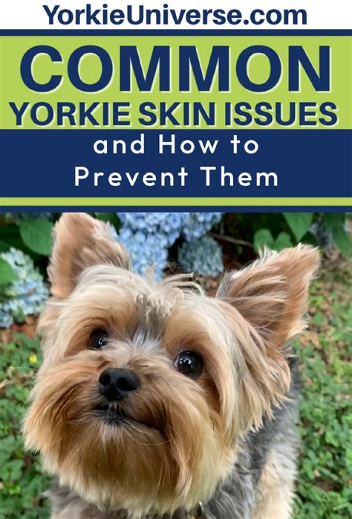 What can I use on my Yorkie for dry skin?