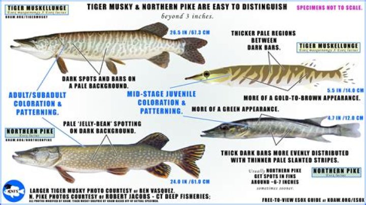 What can you fish for in Broken Bow Lake?