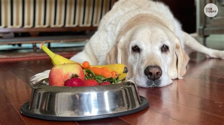 What did dogs eat before dog food was invented?