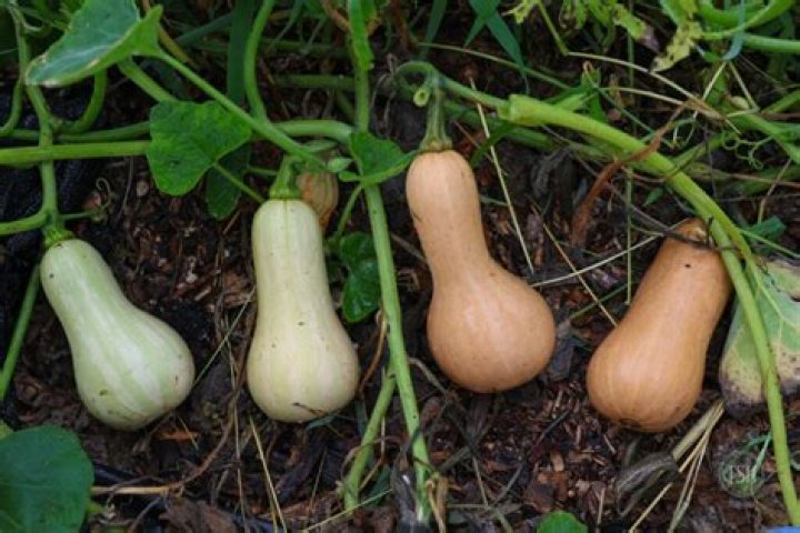 What do butternuts taste like?