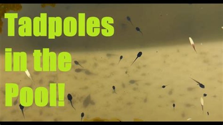 What do I do with tadpoles in my pool
