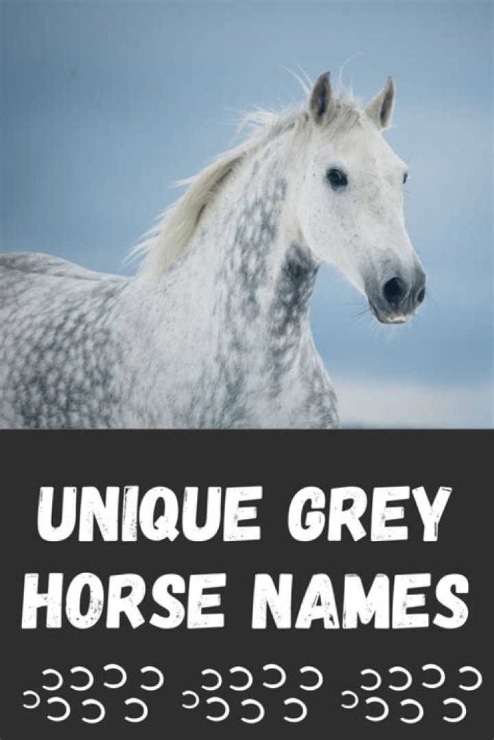 What do you name a GREY horse?