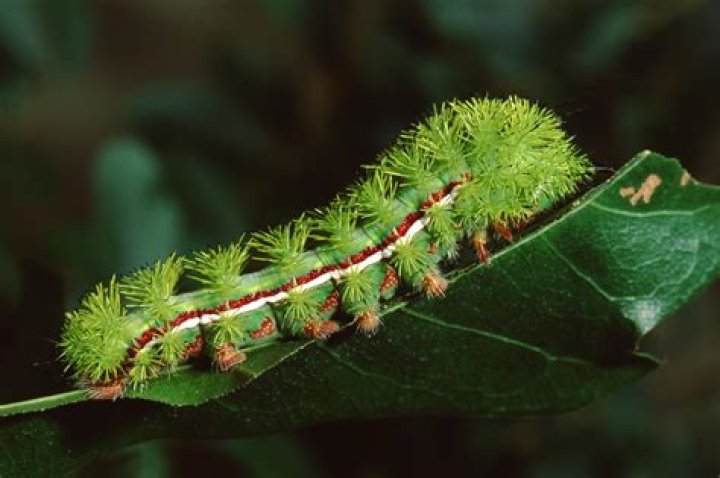 What does a caterpillar nest look like?