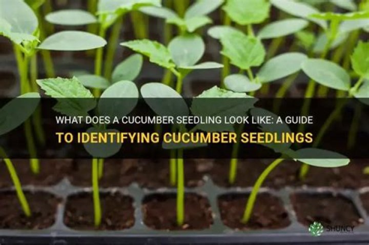 What does a cucumber seedling look like