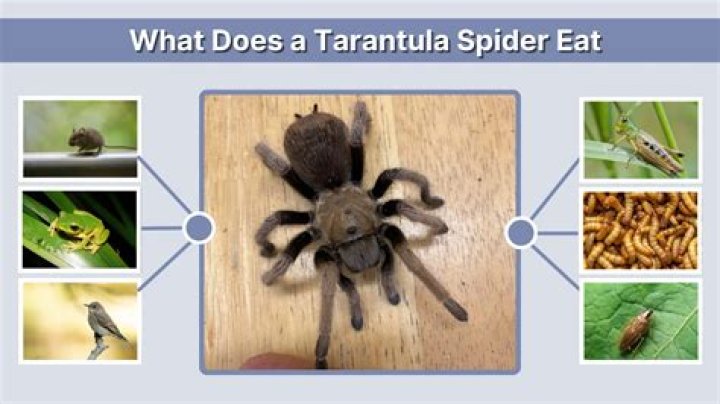 What does a pet tarantula eat?
