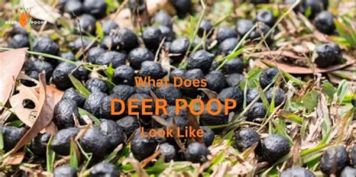 What does deer poop mean?