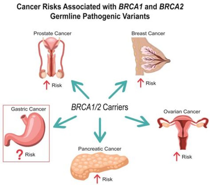What does having a BRCA1 or 2 gene mean?