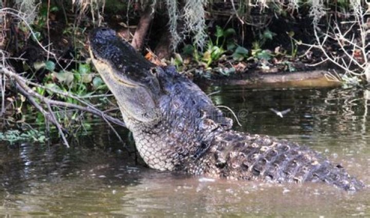 What does it mean when an alligator growls?