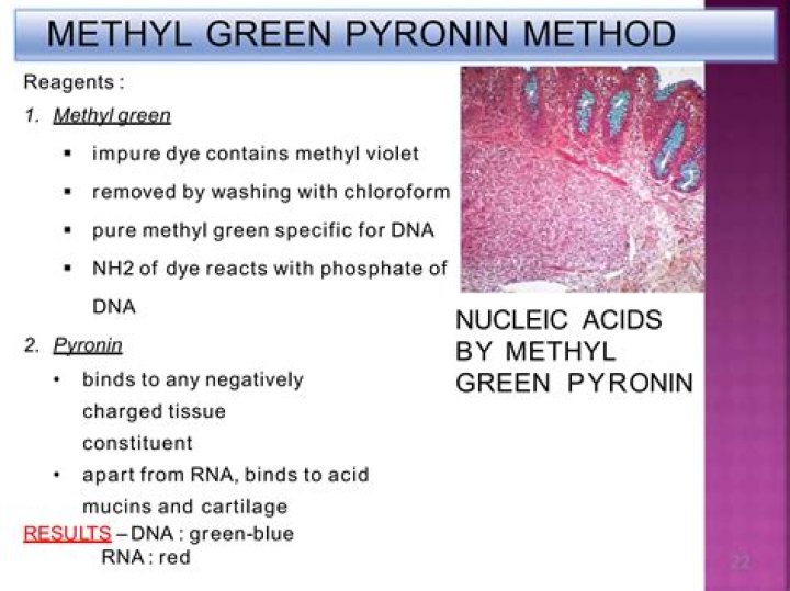 What does methyl green Pyronin stain?