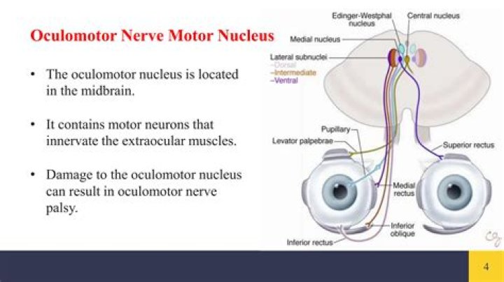What does s1 nerve innervate?
