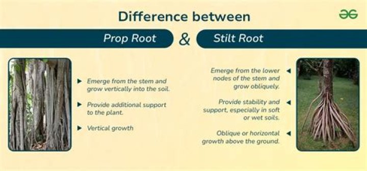 What does stilt floor mean?