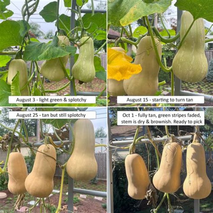 What does unripe butternut squash look like?