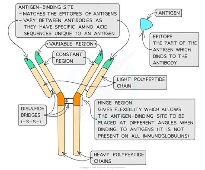 What forms the antigen binding site