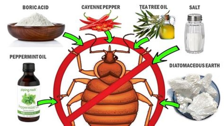 What ingredient kills bed bugs?