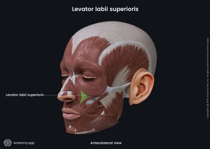 What Innervates levator Labii Superioris