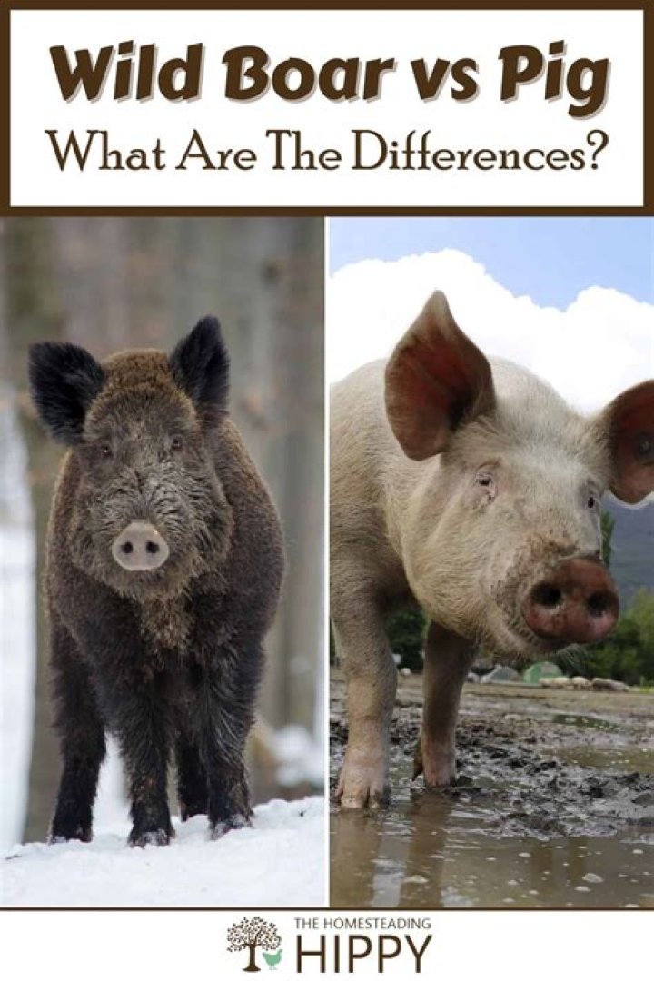 What is a boar pig Shakespeare
