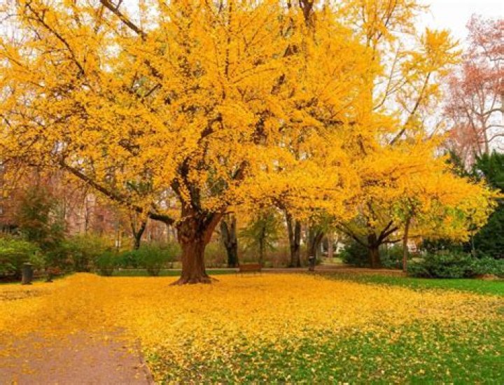 What is a ginkgo tree look like?