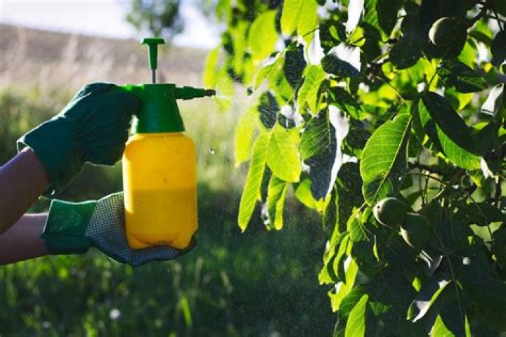 What is a natural fungicide