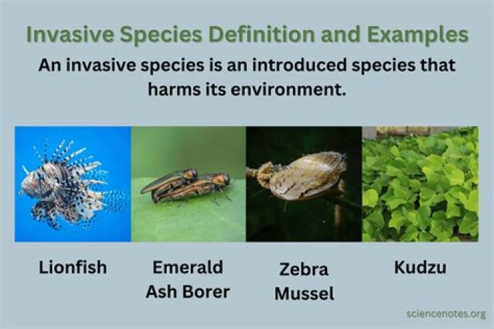 What is an example of introduction of exotic species?