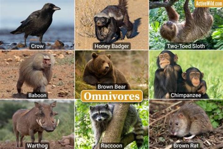 What is an omnivorous diet?