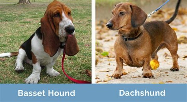 What is bad about basset hounds?