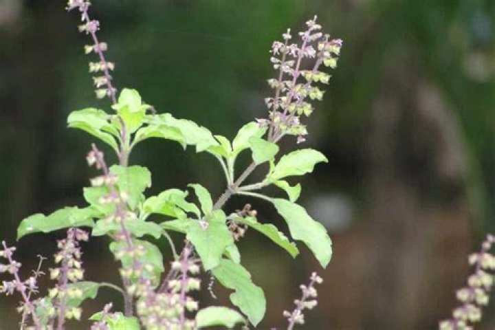 What is black Tulsi?