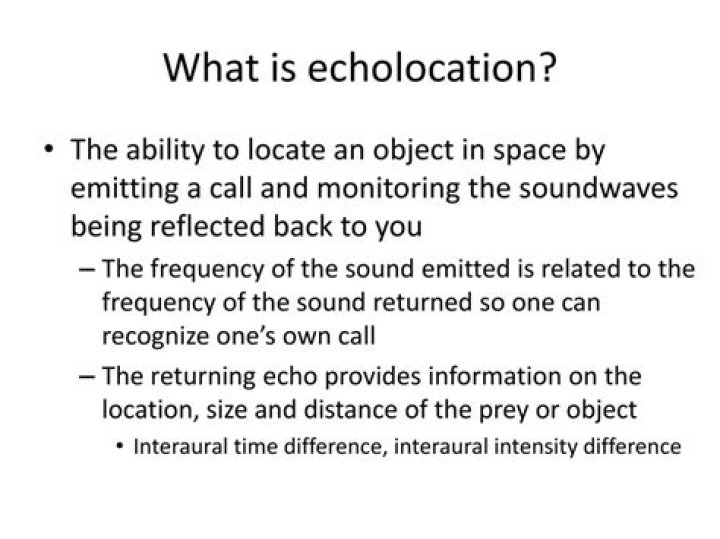 What is echolocation give an example?