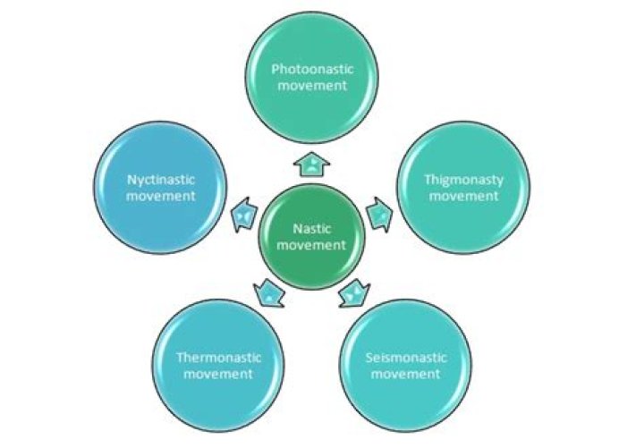 What is Nyctinastic movement? | ContextResponse.com